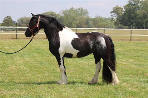 We Breed and Sell a variety of products. . Friesian horse ranch